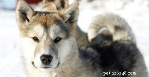 Informações sobre raças de cães da Groenlândia