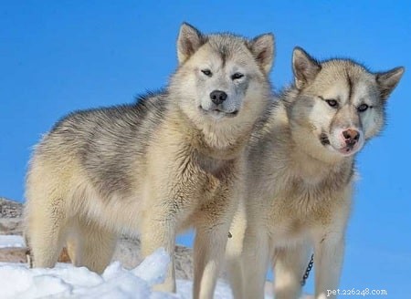 Информация о породе гренландских собак