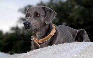 Blue Lacy – The Texas Breed