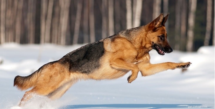 Informações sobre a raça do cão pastor alemão