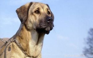 Informations sur la race de chien de berger d Anatolie (Kangal)