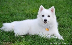Информация о породе американских эскимосских собак