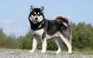 アラスカンマラミュート犬の品種情報 