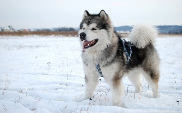 Informations sur la race de chien Malamute d Alaska