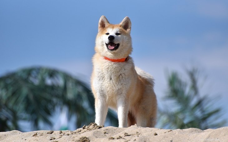 Informações sobre a raça do cão Akita