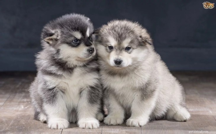 Informações sobre a raça de cães Malamute do Alasca