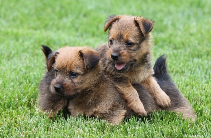 Informations sur la race de chien terrier australien