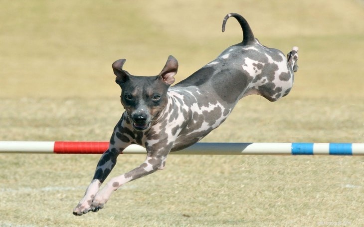 Informations sur la race de chiens American Hairless Terrier