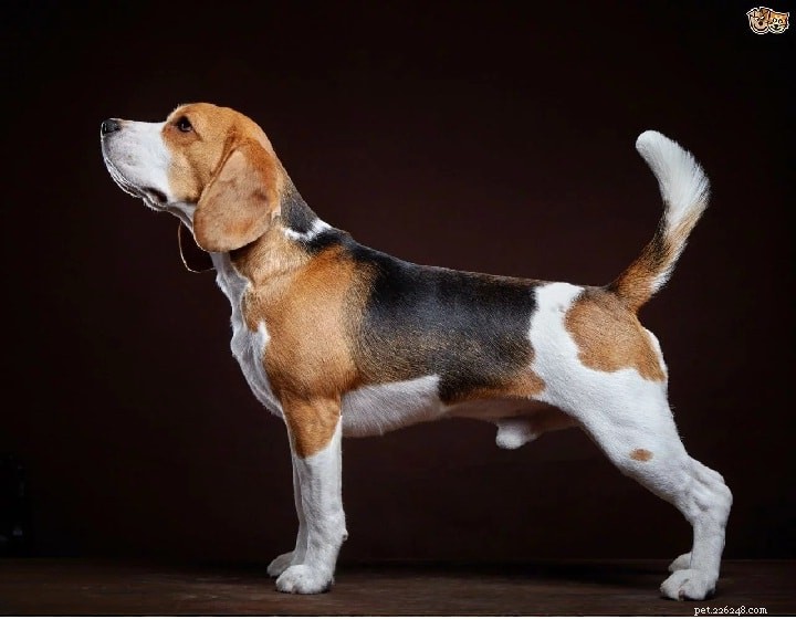 Informations sur la race de chien Foxhound américain