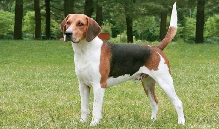 Informazioni sulla razza del cane Foxhound americano
