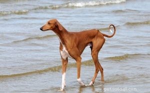 Informations sur la race de chien Azawakh
