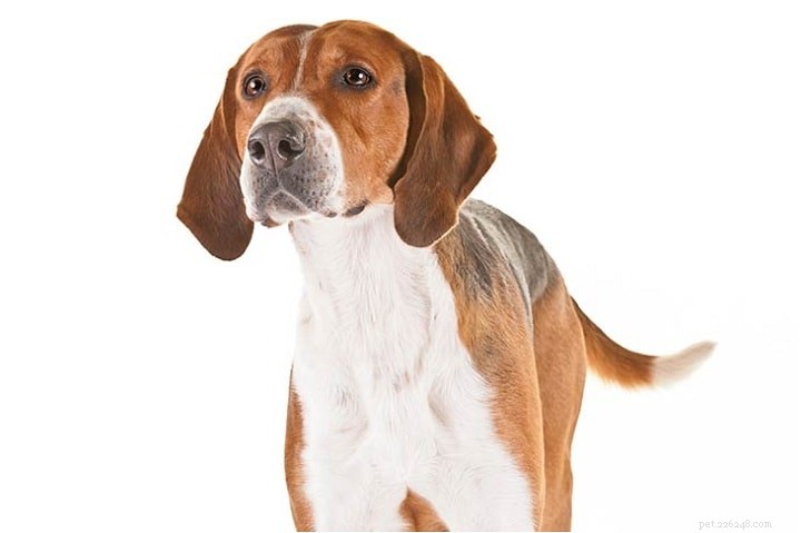 Informações sobre a raça do cão Foxhound americano