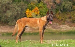 Informations sur la race de chien malinois belge 