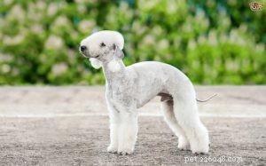 Informações sobre a raça de cães Bedlington Terrier