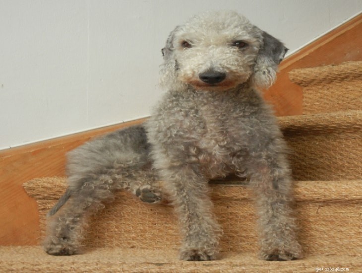 Informazioni sulla razza del cane Bedlington Terrier
