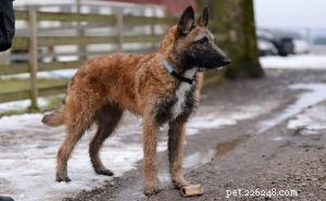 Informations sur la race de chien Laekenois belge