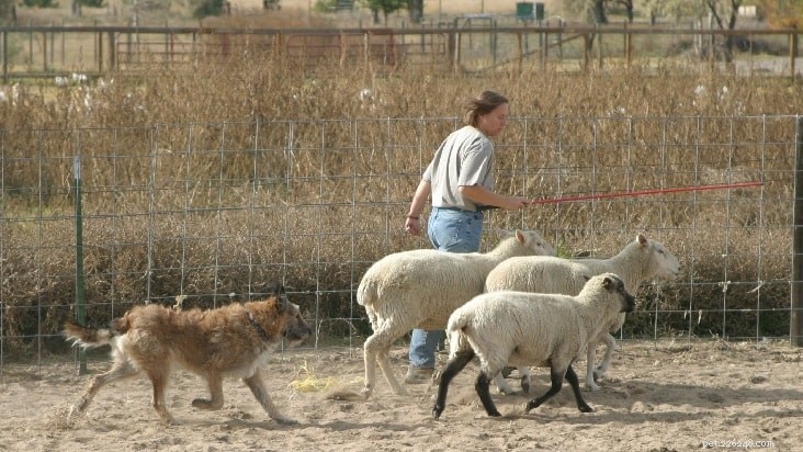 Информация о породе собак бельгийский лакенуа