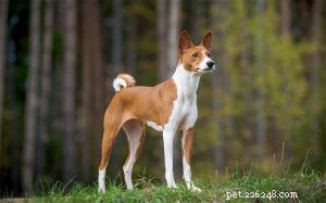Informations sur la race de chien Basenji