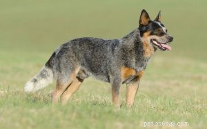 Informações sobre a raça de cães de gado australiano