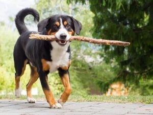 Appenzeller Sennenhund Hondenras Informatie