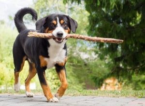 Appenzeller Sennenhund Dog Breed Information
