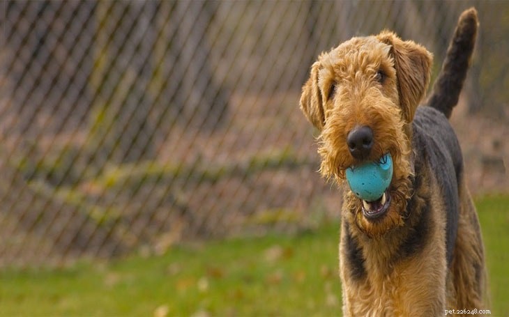Informazioni sulla razza di cani Airedale Terrier