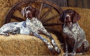 Informations sur la race de chien Bluetick Coonhound