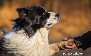 Informazioni sulla razza del cane Border Collie