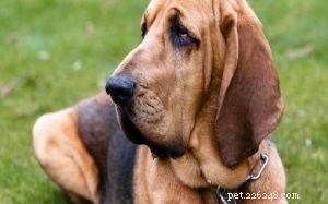 Bloodhound Hund Rasinformation