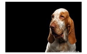 Informazioni sulla razza del cane Bracco Italiano