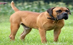 Informações sobre a raça do cão Boerboel