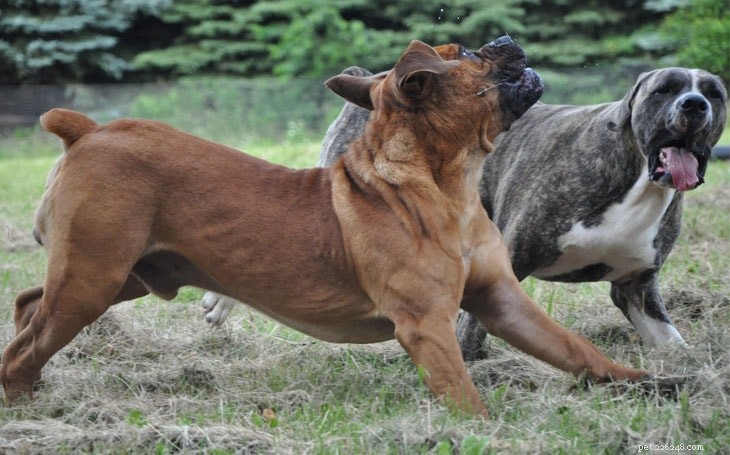 Informations sur la race de chien Boerboel