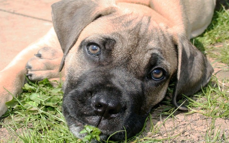Informazioni sulla razza del cane Boerboel
