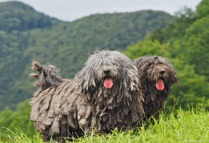 Informações sobre a raça do cão pastor de Bergamasco