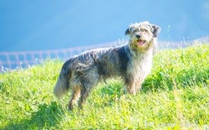 Informations sur la race de chien de berger bergamasque 