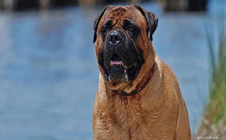 Informações sobre a raça Bulldog Dog