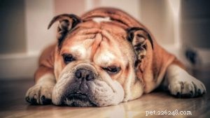 Informazioni sulla razza del cane Bulldog