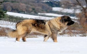 Kaukasische herdershond ook bekend als Ovcharka Rasinformatie