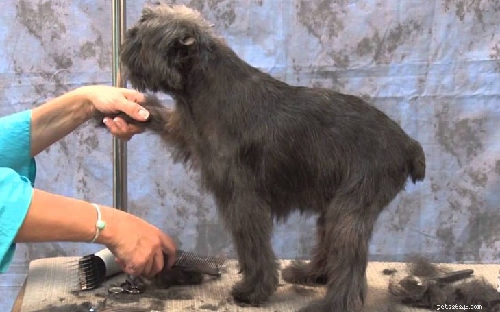 Informatie over het ras Affenpinscher Terrier