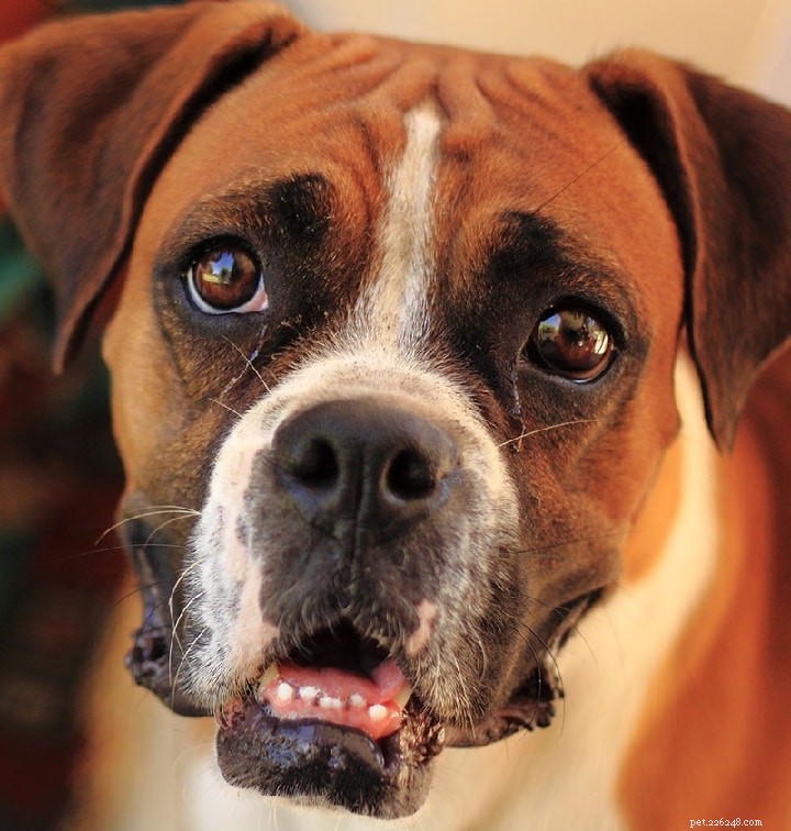 Informations sur la race de chien American Staffordshire Terrier