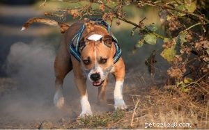 Informace o plemeni psa amerického stafordšírského teriéra