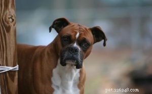 Informations sur la race de chien Boxer