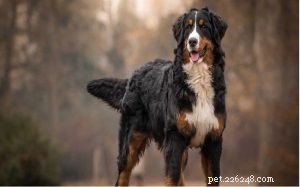 Informações sobre a raça do cão da montanha de Bernese