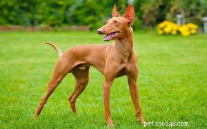 Informazioni sulla razza canina del Cirneco dell Etna