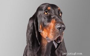 Informazioni sulla razza del cane Coonhound nero e marrone chiaro