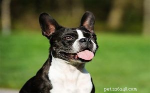 Informações sobre a raça de cães Boston Terrier