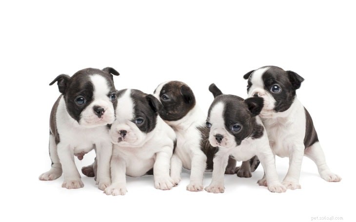 Informações sobre a raça de cães Boston Terrier