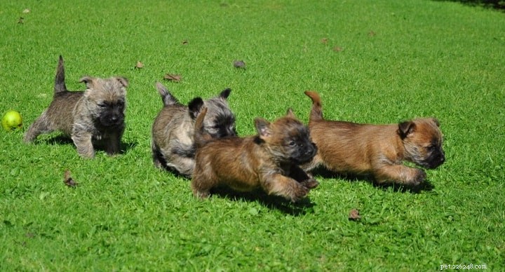 Informace o plemeni psa Cairn Terrier