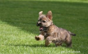 Informations sur la race de chien Cairn Terrier