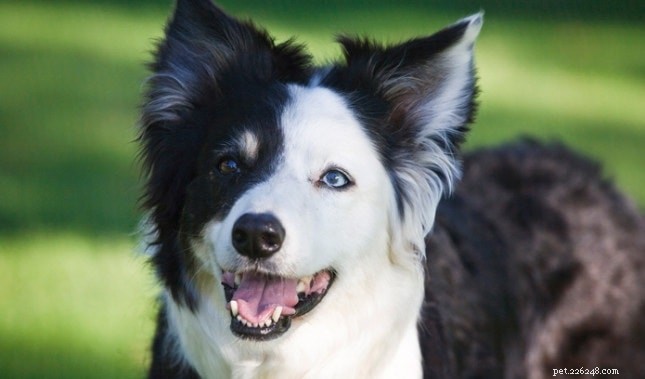 Ханаанская порода собак – информация о породе собак